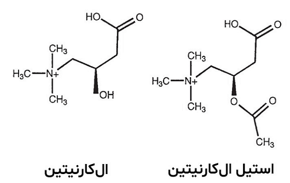 ال_کارنیتین