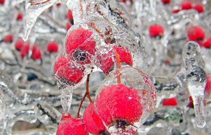 سرمازدگی باغات