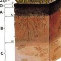 منظور از افق های خاک چیست ؟ 